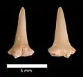 Scapanorhynchus raphiodon? tooth, Menuha Formation.