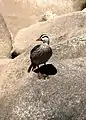 Male Peruvian torrent duck on the rocky banks of the Urubamba River, Peru
