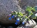 Oysterplant (Mertensia maritima)