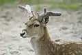 Persian fallow deer