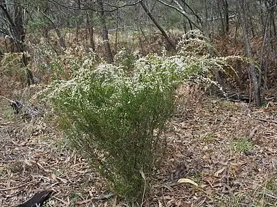 Micromyrtus sessilis habit
