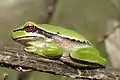 Middle East tree frog