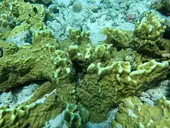 Fire coral (Millepora platyphylla)