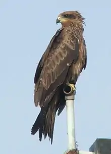 Black kite