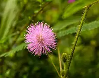 Mimosa pudica, touch-me-not