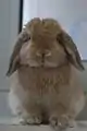 An orange coloured Miniature Lop - Front View