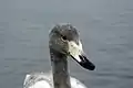 Young whooper swan at Lake Kussharo, Japan