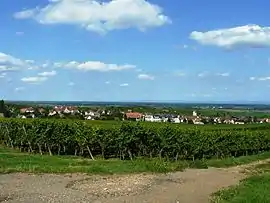 A general view of Mittelwihr, from the vineyard