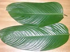 "Ewe eran" leaves (Thaumatococcus daniellii)