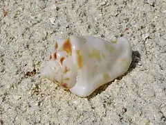 An unidentified conch (maybe Canarium sp.)