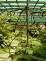 Inside the fernery
