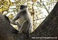 Hanuman langur