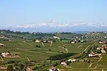 Vineyards in the Montferrat hills, with the Monviso in the background.