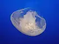 Aurelia sp. from the Monterey Bay Aquarium