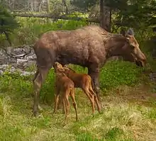 (newborn)Calves nursing in spring.