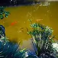 Koi and Turtles and Papyrus Reeds