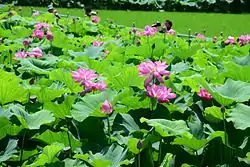 Morikawa lotus field
