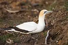 a large white seabird with yellow-buff head sitting on ground