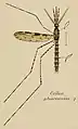 Coloured drawing of a mosquito displayed as a scientific specimen