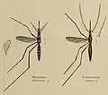 Coloured drawing of two mosquitoes displayed as scientific specimens