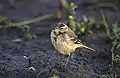Immature blue-headed wagtail (M. f. flava)