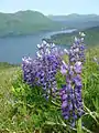 Lupin and other wildflowers cover the mountaintop on Raspberry Island. Cranberries, blueberries, bearberries and salmonberries are also found in abundance.