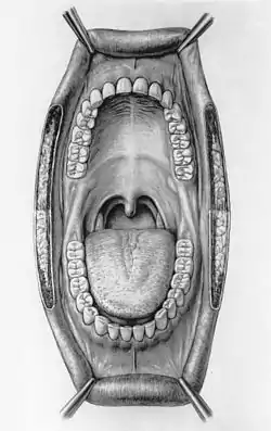 Medical illustration of a human mouth by Duncan Kenneth Winter