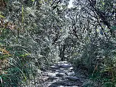 A trail inside the Purgatory/Mangisi traverse