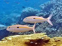 yellowstripe goatfish (Mulloidichthys flavolineatus)