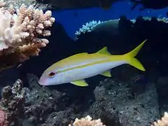 Yellowfin goatfish (Mulloidichthys vanicolensis)
