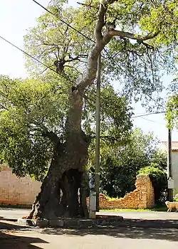 C. australis Muntic, Croatia, planted in the early 16th century.