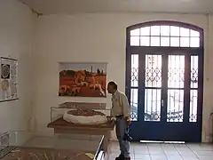 Visiting the Museum (Cynodonts)