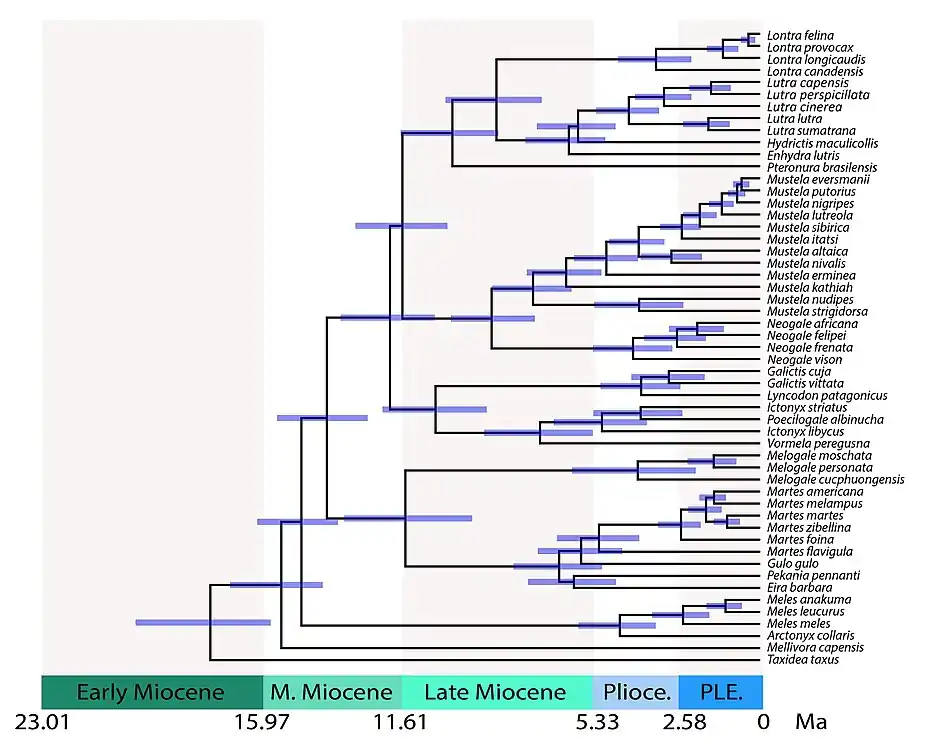 Time-calibrated tree of Mustelidae showing divergence times between lineages. Split times include: 28.8&nbsp;million years (Ma) for mustelids vs. procyonids; 17.8 Ma for Taxidiinae; 15.5 Ma for Mellivorinae; 14.8 Ma for Melinae; 14.0 Ma for Guloninae + Helictidinae; 11.5 Ma for Guloninae + Naquinae vs. Helictidinae; 12.0 Ma for Ictonychinae; 11.6 Ma for Lutrinae vs. Mustelinae.