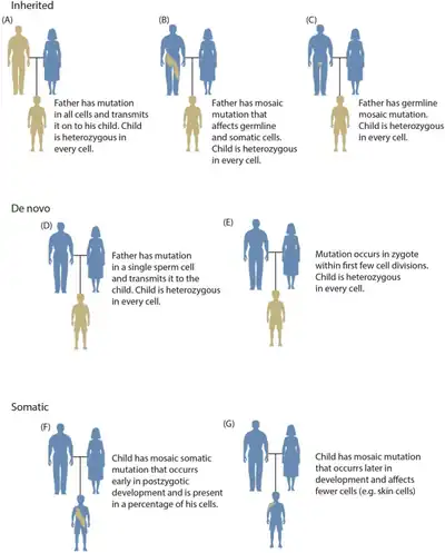 Somatic mutations that occur earlier in development are generally present in a larger fraction of body cells.