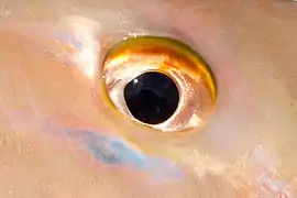 Eye