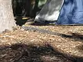 Goanna at one of the campsites
