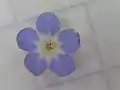 Close up of flower; the background squares are 5mm across