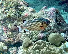 Shadowfin soldierfish (Myripristis adusta)