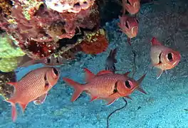 Crimson soldierfish (Myripristis murdjan)