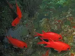 Immaculate soldierfish (Myripristis vittata)