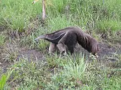Giant anteater