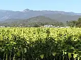 Tobacco crops in the Ovens Valley.