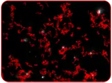 Typical image produced by NTA showing particles being tracked.