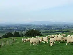 A view of Pirongia village, taken from the slopes of Mount Pirongia