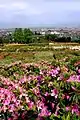 Rhododendron Garden in Sagae Park