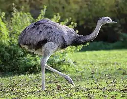 the greater rhea is the largest south american bird weighing up to 40 kg (88 lb).