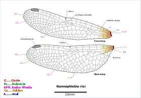 Diagram of Nannophlebia wings
