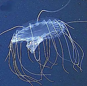 Narcomedusa ingesting a salp chain