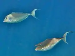 Humpback unicornfish (Naso brachycentron)