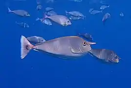 Spotted unicornfish (Naso brevirostris)